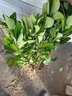綠達柚子樹(shù)苗泰國暹羅紅柚紅心柚樹(shù)苗葡萄柚苗果樹(shù)苗南方種植當年結果 翡翠血柚子苗【當年結果】 三年苗(品種留言) 曬單實(shí)拍圖
