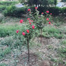 看匠樹狀月季嫁接濃香四季開花庭院老樹樁特大花月季樹苗帶土球發(fā)貨 紅花 直徑3公分左右粗度 曬單實(shí)拍圖