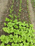 壽禾 西蘭花種子耐寒優(yōu)秀秋冬季農(nóng)家蔬菜四季播青菜西藍(lán)花菜籽種籽 米修斯松西蘭花種子 100粒 曬單實拍圖