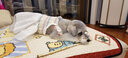 ISPET寵物衣服狗衣服小型犬比熊泰迪貓衣服2024春夏全棉波西米亞風裙子 白色 L（建議8-10斤） 曬單實拍圖