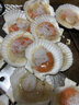 今嘉 特大扇貝500-1000g 鮮凍蝦夷大扇貝海鮮燒烤食材貝柱粉絲扇貝肉 特大半殼扇貝1000克【10-12只】 曬單實(shí)拍圖