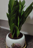 繽賢大金錢樹盆景綠植陶瓷盆花卉室內(nèi)易養(yǎng)活招財(cái)寓意四季常青凈化空氣 大號(hào)金錢樹+白色迎客松陶瓷盆 #22 曬單實(shí)拍圖