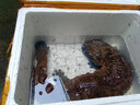 從都園順豐包郵娃娃魚(yú)活體生鮮大鯢海鮮水產(chǎn)鮮活淡水魚(yú)肉質(zhì)鮮美3-18斤 一條13斤 曬單實(shí)拍圖