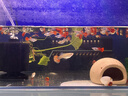 徹朗魚缸變頻加熱棒自動(dòng)恒溫石英龍魚烏龜熱棒設(shè)備防爆小型省電加熱器 【實(shí)時(shí)溫顯】300W丨適用150-250L 曬單實(shí)拍圖