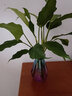 萬年青綠植盆栽植物室內桌面客廳大型盆景花卉Y 萬年青50-60厘米10顆 不含盆 曬單實拍圖