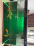 小米米家智能鱼缸小型客厅办公室桌面一键换水远程喂食超白玻璃生态缸 小米鱼缸【过滤套装】 实拍图