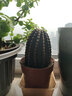 萌卉植開(kāi)花仙人球帶花苞多肉植物帶盆陽(yáng)臺庭院盆栽室內辦公室綠植緋花玉 黑金剛高度8cm左右 無(wú)花苞 簡(jiǎn)易盆發(fā)貨 曬單實(shí)拍圖