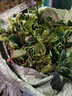 花姬油茶苗100顆茶子苗山茶樹苗茶子芽苗油茶樹茶子樹茶花樹油茶小苗 100顆 20cm(含)-30cm(不含) 曬單實拍圖
