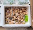 云南新鮮野生青頭菌 野生菌未開傘骨朵 綠頭菇精選級現(xiàn)貨順豐空運 500g野生青頭菌【優(yōu)選-未開傘】 曬單實拍圖