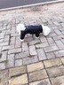 灌湘鳥狗狗羽絨服四腳寵物衣服秋冬款加厚保暖小鹿犬小型犬小狗絨棉衣 黑色【好運(yùn)】 S【建議2-3斤】 曬單實(shí)拍圖