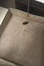 蟑螂藥特效強力全窩端除蟲(chóng)卵雙殺滅家用驅丸粘板噴霧日本進(jìn)口神器 6枚一盒裝【全屋驅蟑螂+連環(huán)滅殺】 曬單實(shí)拍圖