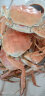 【活蟹】阳澄福记 大闸蟹 去绳足重生鲜鲜活螃蟹现货中秋礼盒 全母蟹3.0-3.3两 8只 实拍图