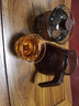 高茗 玻璃蓋碗三才泡茶杯防燙手抓茶壺單個(gè)功夫茶具耐高溫透明茶碗 墨雨蓋碗+清軒公杯 曬單實(shí)拍圖