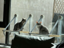 POPOCOLA 猫咪吊床玻璃窗户阳台挂窝晒太阳神器悬挂式窗台吸盘猫窝挂墙 猫吊床【定制吸盘】 全猫通用 实拍图