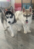 京狼圖騰雙血統(tǒng)賽級哈士奇幼犬中型犬西伯利亞雪橇犬幼犬狗狗活體寵物狗 賽級 2 曬單實拍圖