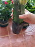 鶯鶯燕燕仙人球多肉盆栽室內(nèi)仙人掌多肉植物玉翁緋花玉萬重山小盆栽 彩色三組合 不含盆 曬單實(shí)拍圖