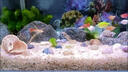 瘋狂石頭魚(yú)缸造景底砂烏龜缸裝飾天然河沙水族箱專(zhuān)用溪流水晶底沙 水晶砂【2斤裝】已清洗，適合懶人造景 曬單實(shí)拍圖