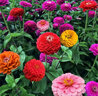 播種心情百日草種子波斯菊野花組合四季易活室外混色陽(yáng)臺庭院花卉種籽花子 混色波斯菊種子一斤 曬單實(shí)拍圖