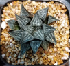 迎虞花苑辦公室喜陰喜水多肉植物室內(nèi)迷你小盆栽 日月潭玉露 帶塑料盆 曬單實(shí)拍圖
