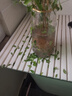 開(kāi)時(shí)果 水培植物盆栽水養花卉 綠植物盆景金枝玉葉袖珍椰子源頭直發(fā)包郵 【九里香】2盆/12-16棵（部分帶苞）-單發(fā)植物 曬單實(shí)拍圖