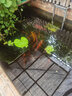 神陽(yáng)錦鯉魚(yú)藥水魚(yú)池消毒液殺菌凈水治療魚(yú)爛肉爛尾殺蟲(chóng)充血水霉除藻劑 青子除藻劑500ml（去除藻類(lèi) 解決綠水） 曬單實(shí)拍圖