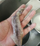 鮮馳海兔子滿籽鮮活筆管魚(yú)海鮮新鮮全籽籽烏冷凍墨魚(yú)仔烏賊小魷魚(yú)水產(chǎn) 滿籽熟凍筆管魚(yú) 3斤(凈重) 曬單實(shí)拍圖