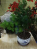 花行榜 蓬萊松盆栽蓬萊松盆景花卉綠植四季常青 含荷韻青花瓷盆源頭直發(fā) 曬單實(shí)拍圖