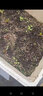 農(nóng)之子 兒菜種子新種四川蔬菜籽大全娃娃菜抱子芥早熟菜種子秋冬 四川兒菜種子 10gx2袋/兒芽多 曬單實拍圖
