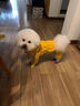 茯見(jiàn)寵出行雨衣可牽引狗狗四腳雨衣防水大中小型犬寵物雨天外出衣服 狗狗雨衣【黃色】M 曬單實(shí)拍圖