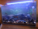 森淵魚缸造景裝飾溪流石主石大塊巖片石頭水陸缸原生態(tài)水草缸套餐底砂 人工溪流拾取【三斤】大小混合 曬單實(shí)拍圖