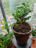 單瓣筆尖茉莉花單瓣茉莉獨桿茉莉香茉莉盆栽原土發(fā)貨 矮樁獨干 不含盆 曬單實(shí)拍圖