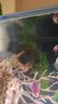 森淵莫斯樹(shù)水草魚(yú)缸造景無(wú)土淡水增氧水族箱懶人沉木魚(yú)缸活體淡水植物 成品莫斯樹(shù)(高10-12cm三頭) 曬單實(shí)拍圖