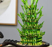 泰西絲竹塔富貴竹節節高水培植物客廳花卉綠植室內水養竹子盆栽 3層竹塔【底部5左右】_含盆 曬單實(shí)拍圖