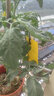 精邦雙面防水裝粘蟲(chóng)板黃板誘蟲(chóng)板滅蟲(chóng)板果園大棚粘板誘蟲(chóng)板粘薊馬 20*10cm黃色雙面覆膜(100張) 曬單實(shí)拍圖
