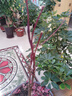 火焰南天竹樹苗盆栽水培養(yǎng)植物室內(nèi)花卉綠植庭院觀葉耐寒老樁盆景 南天竹苗 70-80厘米高 曬單實(shí)拍圖