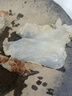 仁心食匠渤海野生特級海蜇頭桶裝特級5斤海蜇絲無沙海蜇皮非即食涼拌菜 2500g 5斤桶裝特級海蜇頭 曬單實(shí)拍圖