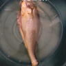 三都港 三去清蒸寧德黃花魚新鮮大黃魚活魚速凍鎖鮮冷凍魚類海鮮水產(chǎn) 清蒸黃花魚300g（內(nèi)含2條）*3包 曬單實(shí)拍圖