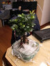 幼薇小葉榕樹(shù)室內(nèi)常青盆栽綠植人參榕造型樹(shù)樁盆景桌面好養(yǎng)觀葉小植物 小葉榕樹(shù)+帝綠冰裂瓷盆+長(zhǎng)形底盤(pán) 帶盆栽好 曬單實(shí)拍圖