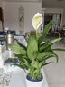 家中有果桌面花卉盆栽客廳室內水培白掌粉掌綠植 白掌（白色橫紋盆） 帶花苞發(fā)貨 含盆 曬單實(shí)拍圖