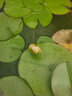 蝶遇睡蓮池塘養殖水生水培植物四季睡蓮花苗種根水養花卉庭院盆栽開(kāi)花 混色睡蓮種苗 10 裸根不帶土 曬單實(shí)拍圖
