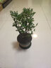鶯鶯燕燕黑骨茶盆景樹(shù)苗花卉盆栽辦公室植物黑骨茶樹(shù)樁四季常青耐寒綠植 中號4根一盆高25CM左右 原盆原土發(fā)貨 曬單實(shí)拍圖