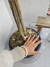 花財主天堂鳥(niǎo)盆栽辦公室大型綠植客廳盆栽家用吸甲醛凈化空氣綠植 檸檬樹(shù)1.6-1.8m【編織盆】 曬單實(shí)拍圖