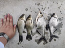 帆都魚竿釣魚竿超輕超硬手竿28調(diào)鯽魚竿鯉魚桿溪流竿短節(jié)竿漁具套裝D 3.6米(實際長度3.4米)送（漂+線組+魚鉤） 曬單實拍圖