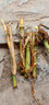 萌蘊（MengYun）無(wú)毛甜象草3號新型皇竹草種節四季高產(chǎn)牧草牛羊多年生耐寒巨菌草 甜象草3號【500節】 曬單實(shí)拍圖