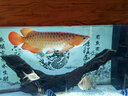 百因美（BIOZYM）龍魚(yú)活力配方維生素水族藥劑維他命魚(yú)缸養魚(yú)用品龍魟魚(yú)營(yíng)養液 龍魚(yú)活力配方350mL【增食欲*助力發(fā)色】 曬單實(shí)拍圖