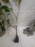 黛陌 梅花樹(shù)苗嫁接梅花樹(shù)樁盆景庭院盆栽梅花苗 4號素心臘梅當年開(kāi)花 1年小苗 曬單實(shí)拍圖