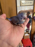 雛鳥(niǎo)活鳥(niǎo)虎皮小鸚鵡半毛手養鳥(niǎo)紫羅蘭牡丹黃桃玄風(fēng)雛幼鳥(niǎo)小鳥(niǎo)活體 雛鳥(niǎo)寶石藍皮1只 曬單實(shí)拍圖