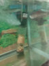 星马泰金龙鱼活鱼活体红龙鱼苗观赏鱼热带鱼淡水中大型幻彩七彩银龙鱼 幻彩银龙鱼16-18cm2条 实拍图