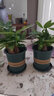 吸毒王盆栽吸二手煙的綠植物電腦適合辦公室放的不需要陽(yáng)光 3棵金鉆20cm+原土盆+營(yíng)養液 含盆 曬單實(shí)拍圖