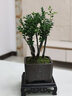幼薇黑骨茶盆栽易養四季常青觀(guān)葉書(shū)房茶帶盆栽好美觀(guān)綠植盆栽擺件 黑骨茶群生樁+祥瑞獅黑陶瓷盆 曬單實(shí)拍圖